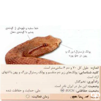 گونه کک مار Leaf- nosed Viper